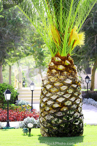 Image of Palm Tree like big pineapple