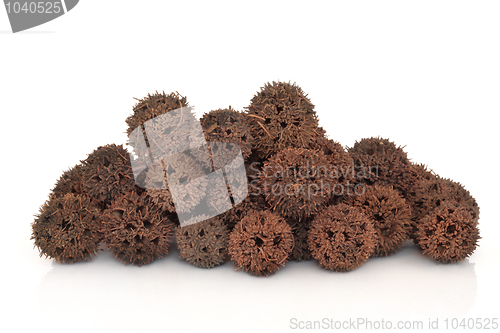 Image of Sweetgum Fruit