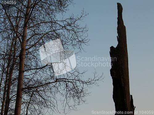 Image of Old tree