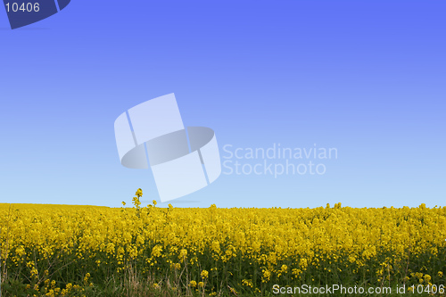 Image of A background of a field of yellow flowers with a bright blue sky