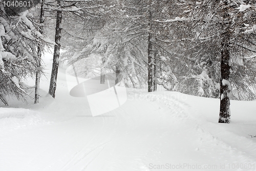 Image of Winter Forest