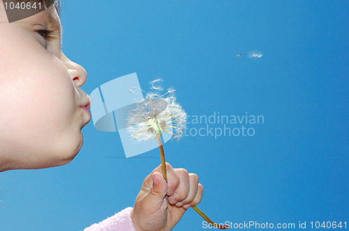 Image of dandelion wishing blowing seeds