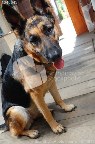 Image of german shepherd 