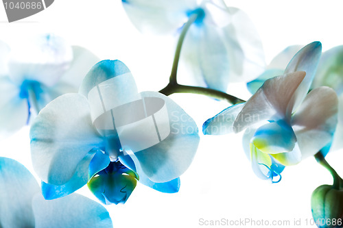 Image of Dark blue orchid