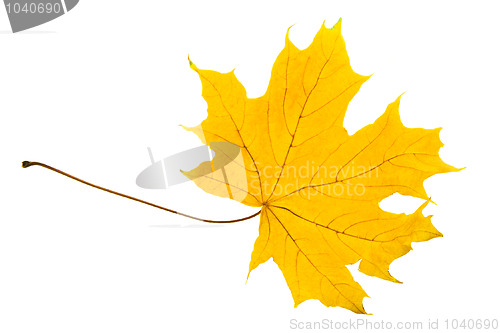 Image of Yellow sheet of a maple