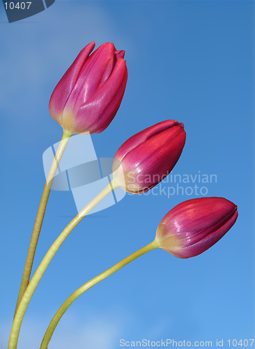 Image of Three red tulips against a bright blue sky