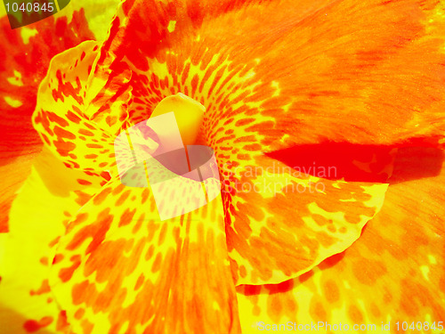 Image of Orange spotted flower closeup 