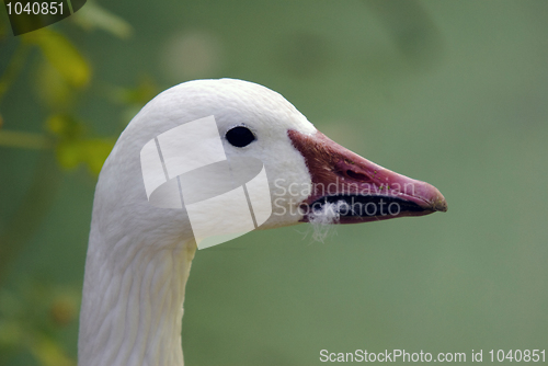 Image of Goose