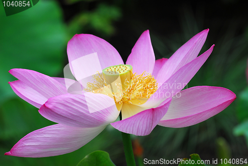 Image of Lotus Flower