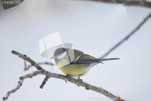 Image of great tit