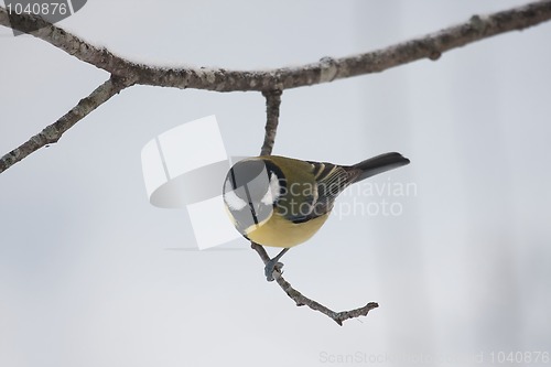 Image of Great tit