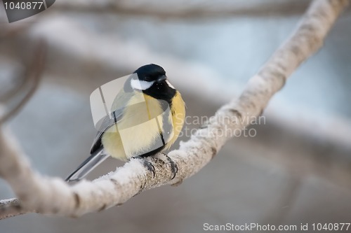 Image of Great tit