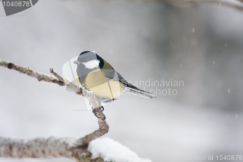 Image of Great tit