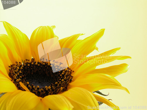 Image of nature