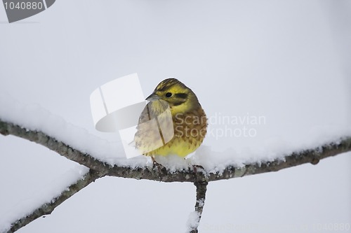 Image of Yellowhammer