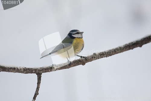 Image of Blue tit