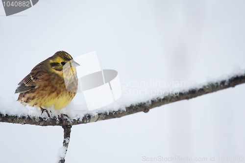 Image of Yellowhammer