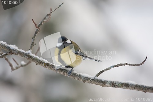 Image of great tit