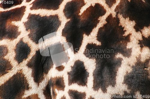 Image of A background of real fur