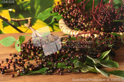 Image of Elderberries