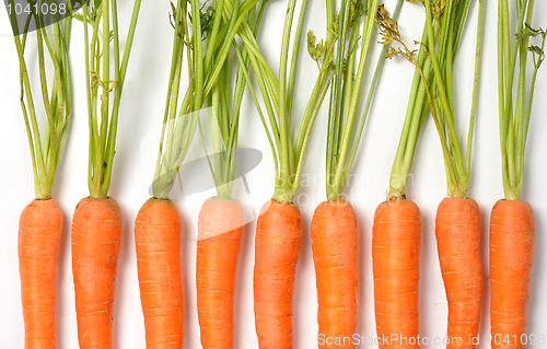 Image of Carrots on White