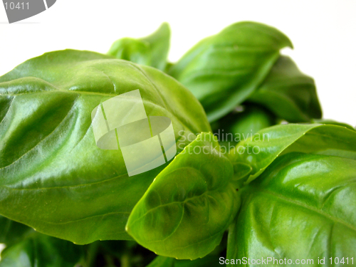 Image of close-up of basil leafs