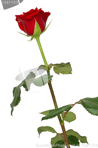 Image of Rose