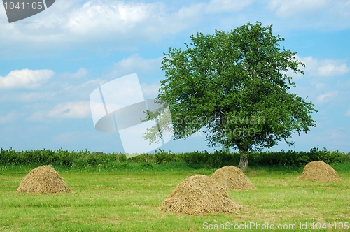 Image of Summer Landscape