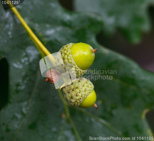 Image of Acorns