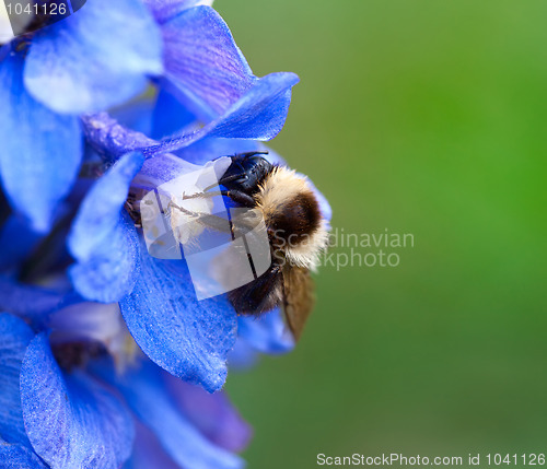 Image of Bumblebee.