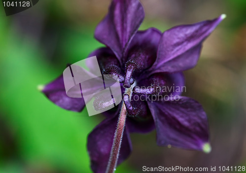 Image of Aquilegia flower.