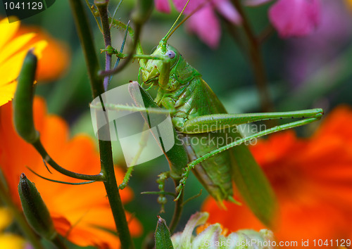 Image of Grasshopper