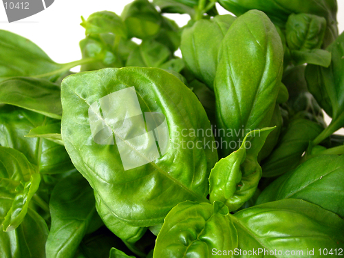 Image of close-up of basil leafs