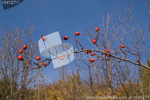 Image of Branch of wild rose