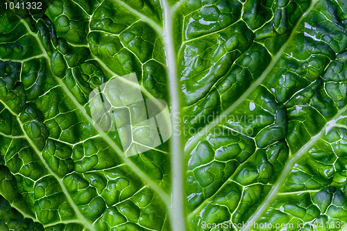 Image of savoy cabbage leaf 