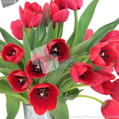 Image of Red Tulip Flowers