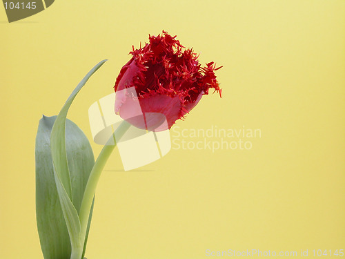 Image of spring time