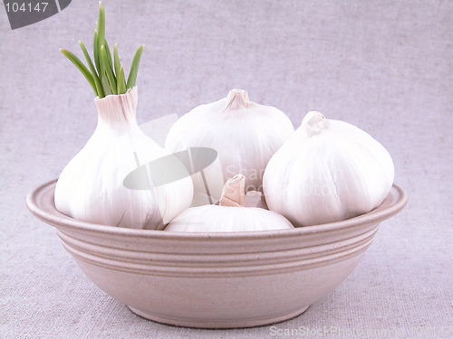 Image of garlic