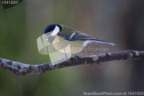 Image of Great tit