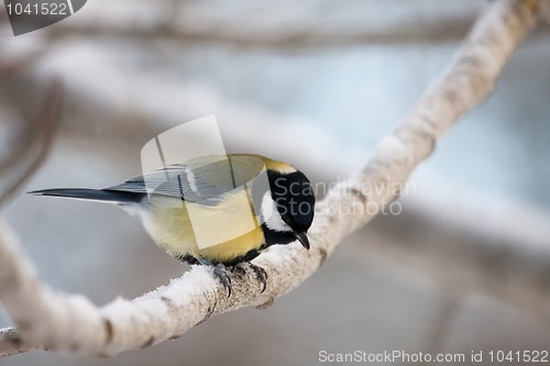 Image of Great tit