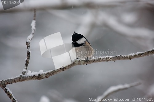 Image of Coal tit