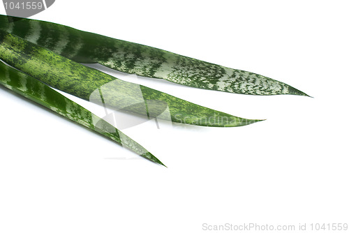 Image of Green leaves