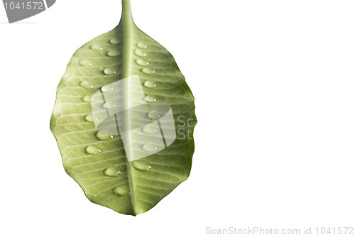 Image of Green leaves