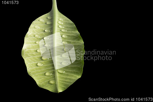 Image of Green leaves