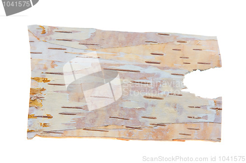 Image of Birch bark (internal part)