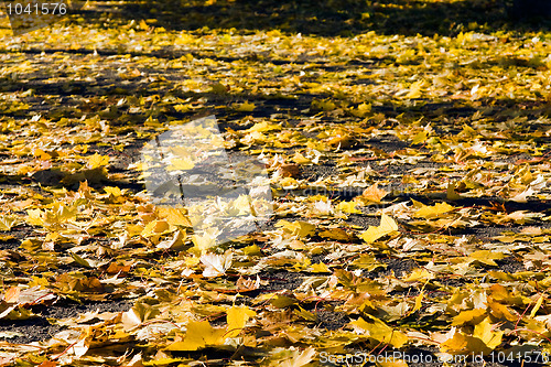 Image of Yellow foliage 