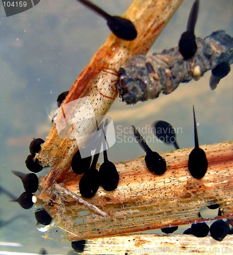 Image of Tadpoles in the pond