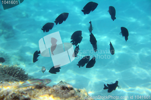 Image of tropical fish swim among coral