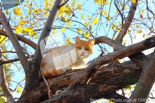 Image of cat on autumn tree