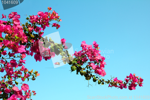 Image of blossom branch with pink flowers